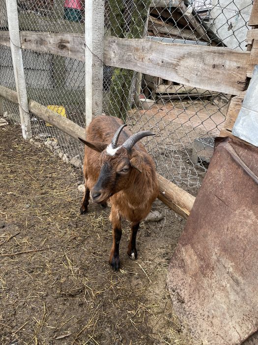 Vand alpina franceza la prima fatare