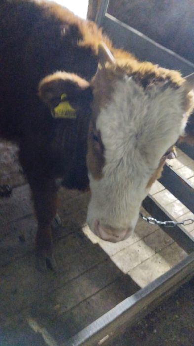 Продам подсос бычка