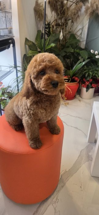 Fetiță pudel cu pedegree caută altă casă