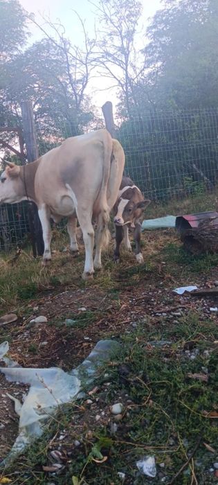 Vând vaca fara vițel