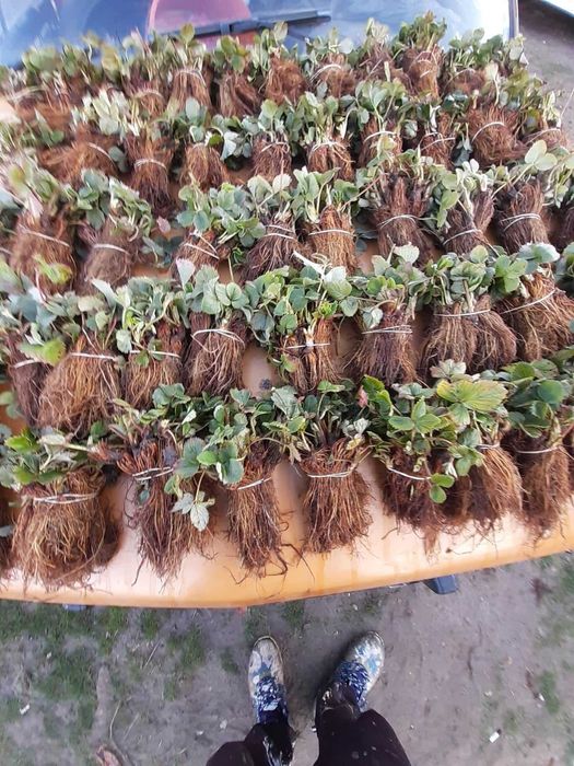 ПРОМОЦИЯ Разсад Ягоди и Малини Елитни Сортове