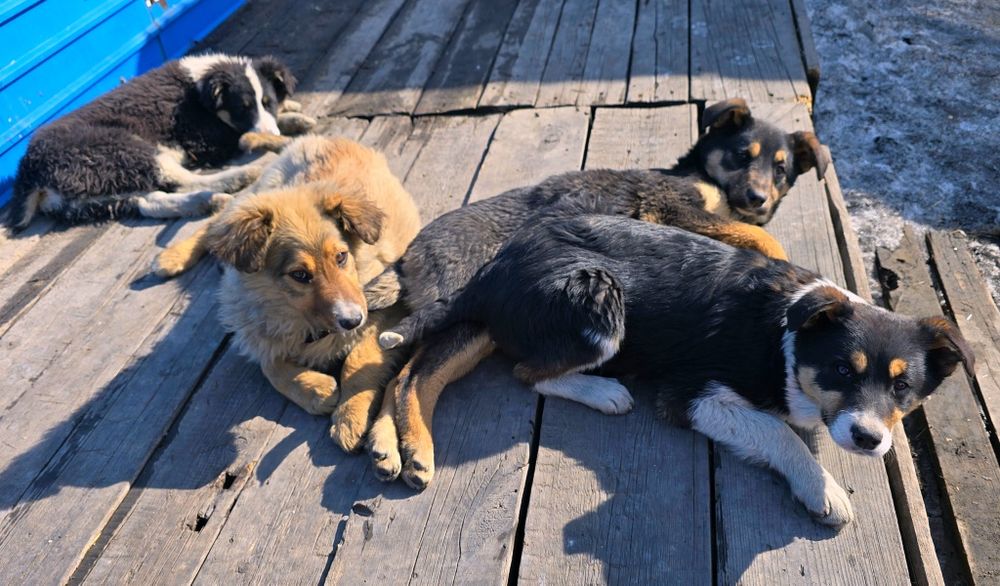 Щенята собака 3 месяца в добрые руки