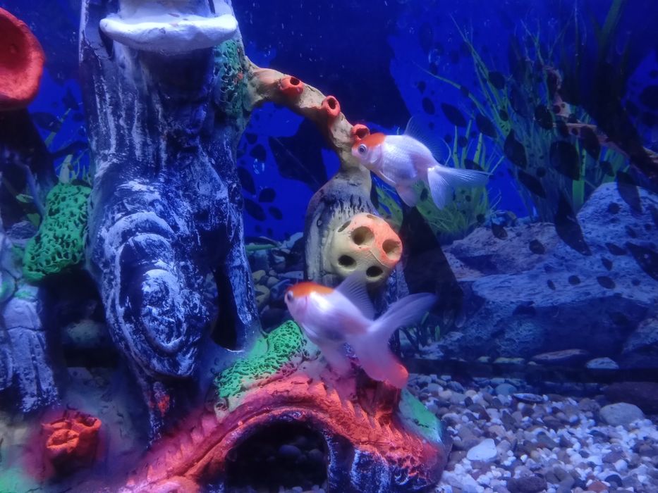 Золотые рыбки арованда