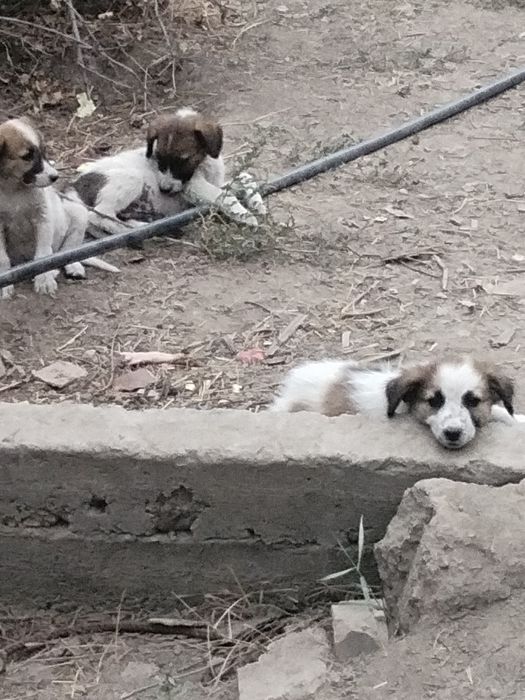 Щенки отдам в добрые руки