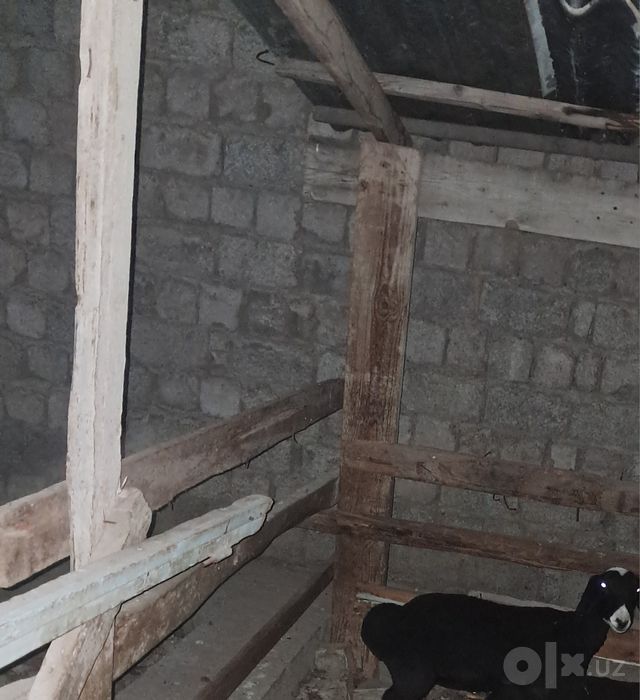 Urgochi qoy va qochqor