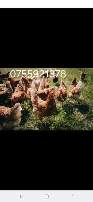 Pui si gaini transport gratuit  20 lei