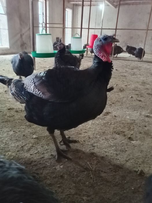 Индюки -Күрке тауық.