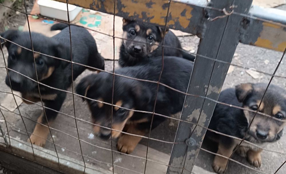 Продам щенков, метисы