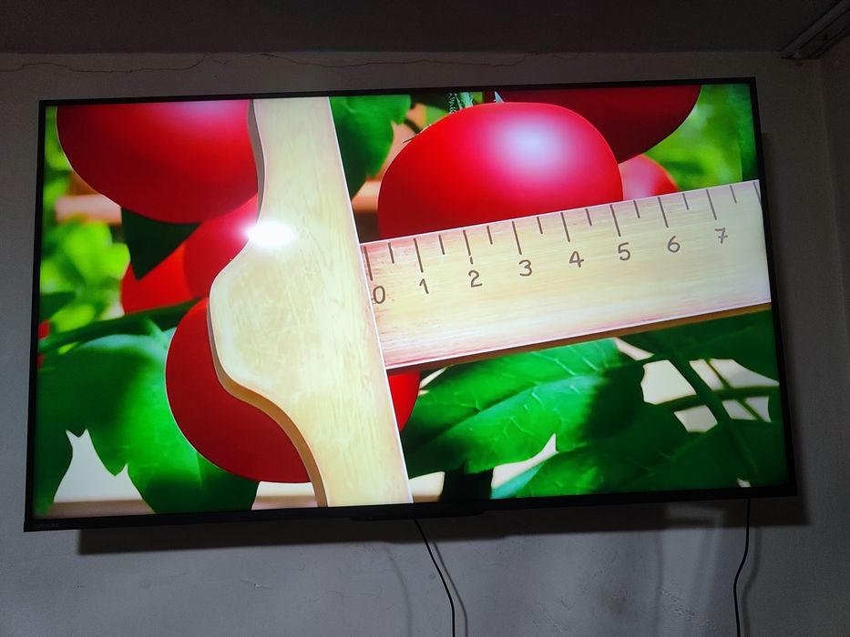 Towiba 50 talib yengi