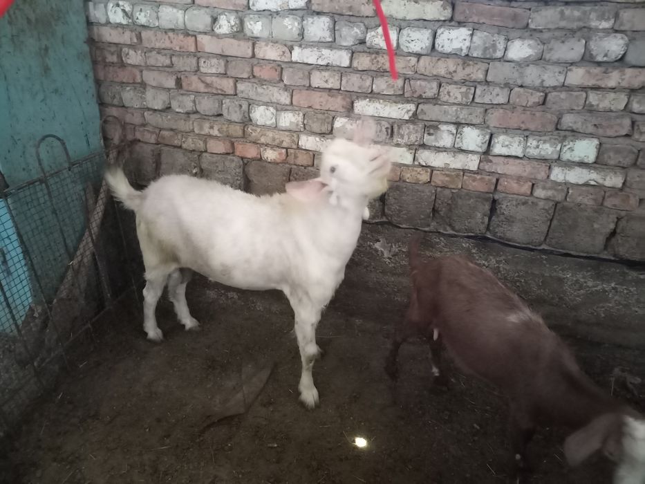 Тоза зотли така зудлик билан сотилади