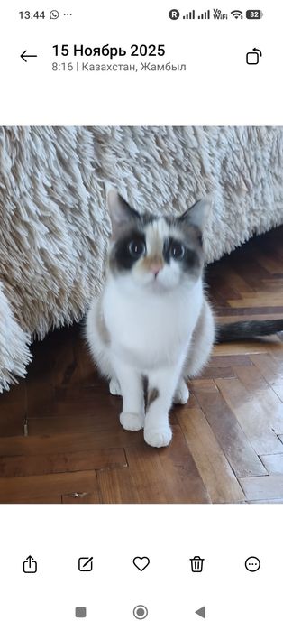 Кошки  в добрые руки