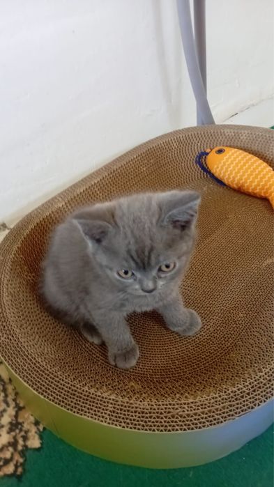 Кот мальчик продается