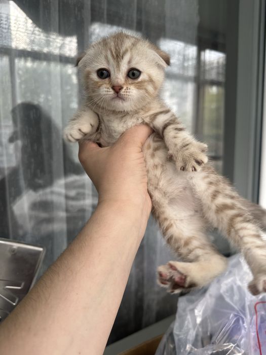 Котята Шотландской породы