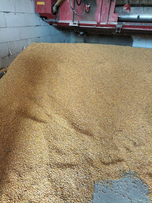 Porumb boabe 2025producție proprie fara impurități uscat!1,10 leu