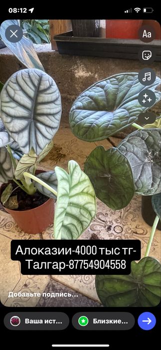 Монстера,Антуриум,Цикас,Алоказии