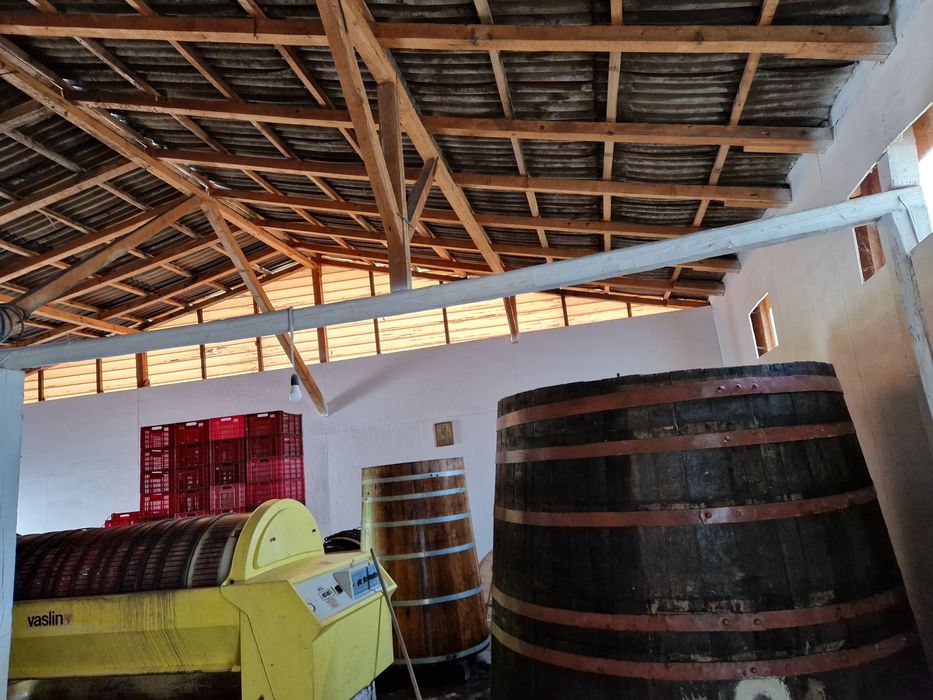 Struguri vin DOC Cotesti  Cabernet Sauvignon si Feteasca Neagra