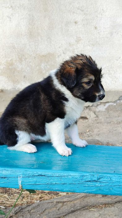 Милый щенок девочка