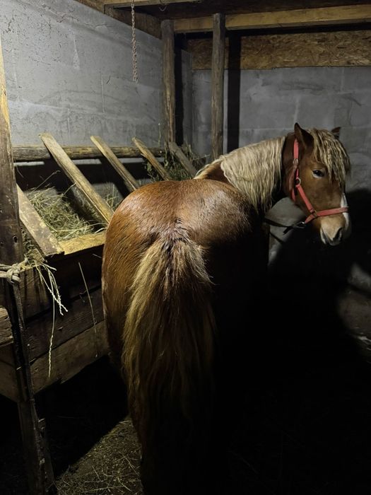 Vând mânză Blondă