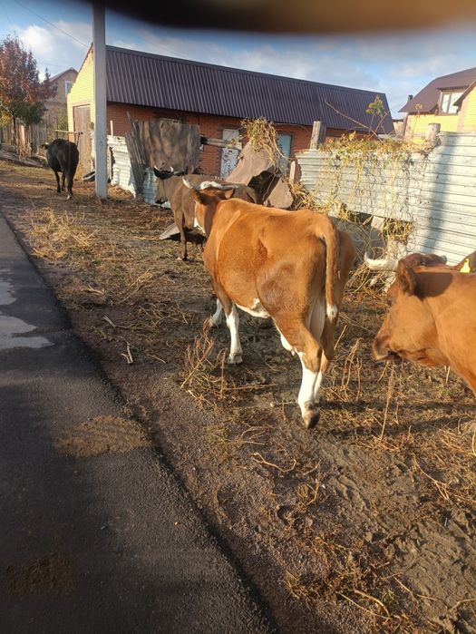 Продаю корову стельную