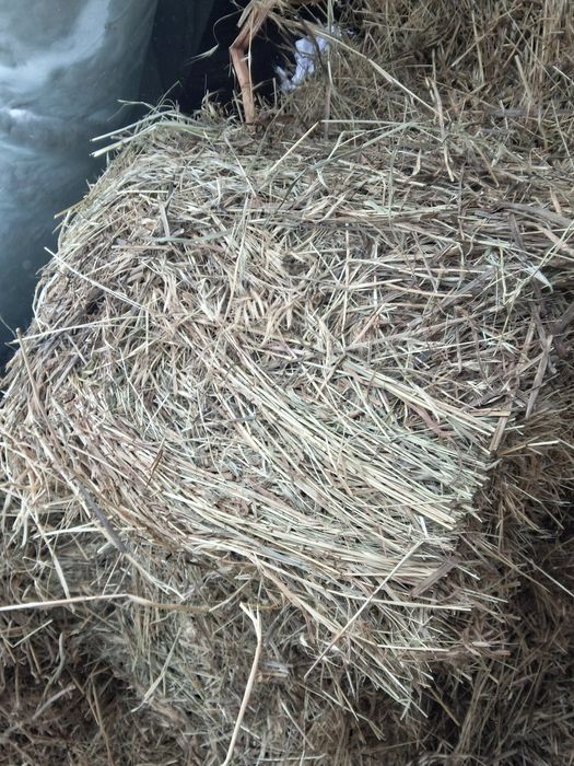 Baloti de fan de vanzare