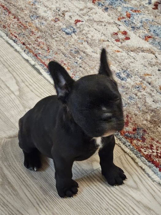 Французский бульдог