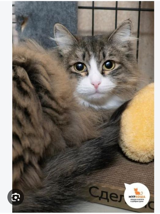 Передержка кошек