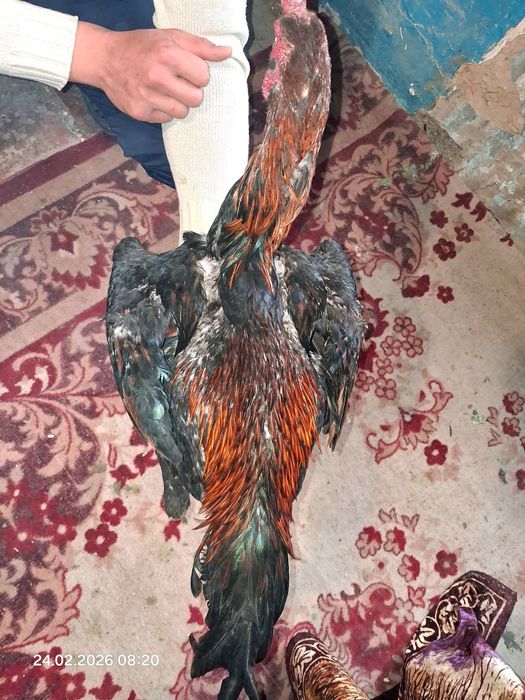 Продам петушка!!