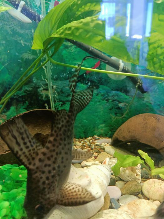 Продам аквариумных рыбок сомиков