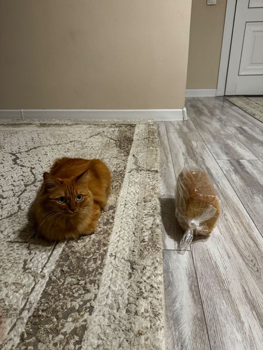 Передержка кошек.