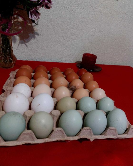 Продавам оплодени яйца за инкубация