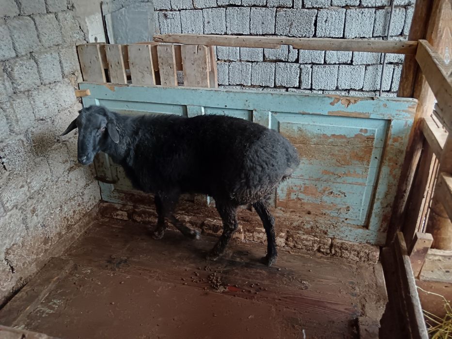 Животные только на кукурузах от кормленна больше чёрного мясо