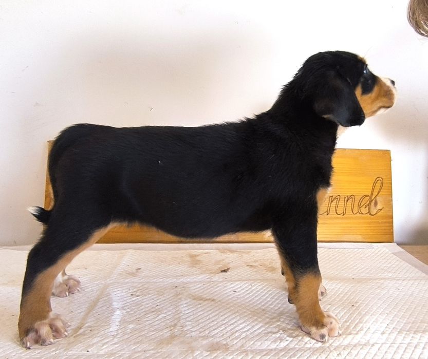 Vand Pui Greater Swiss Mountain Dog