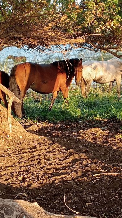 Байтал бие соғым