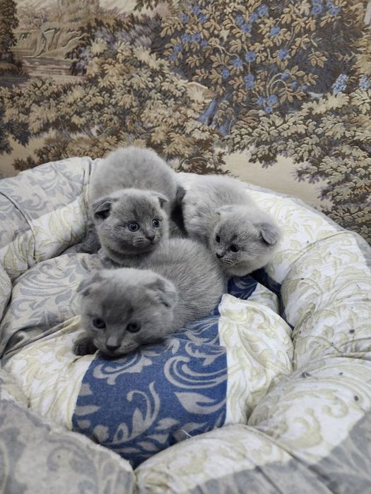 В продаже вислоухие котята.От правильной вязки.