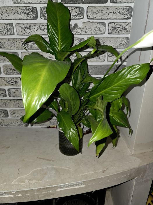 Женское счастье цветы комнатные