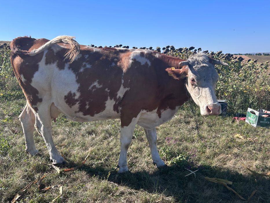 Vaca de vânzare