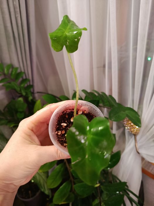 Продам  комнатные цветы