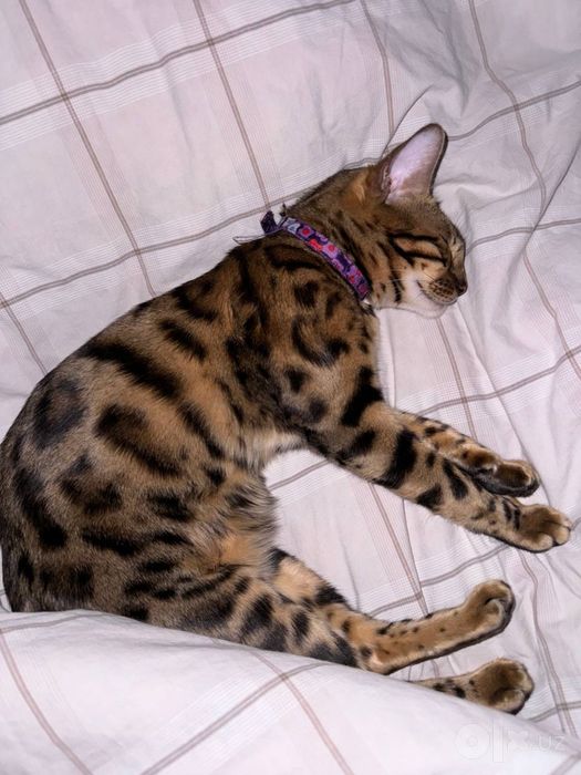 Бенгалская кошка