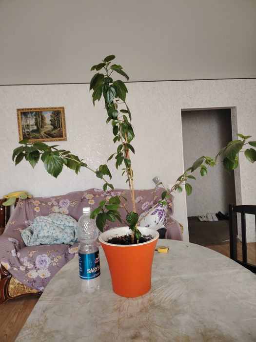 Продам цветы большие