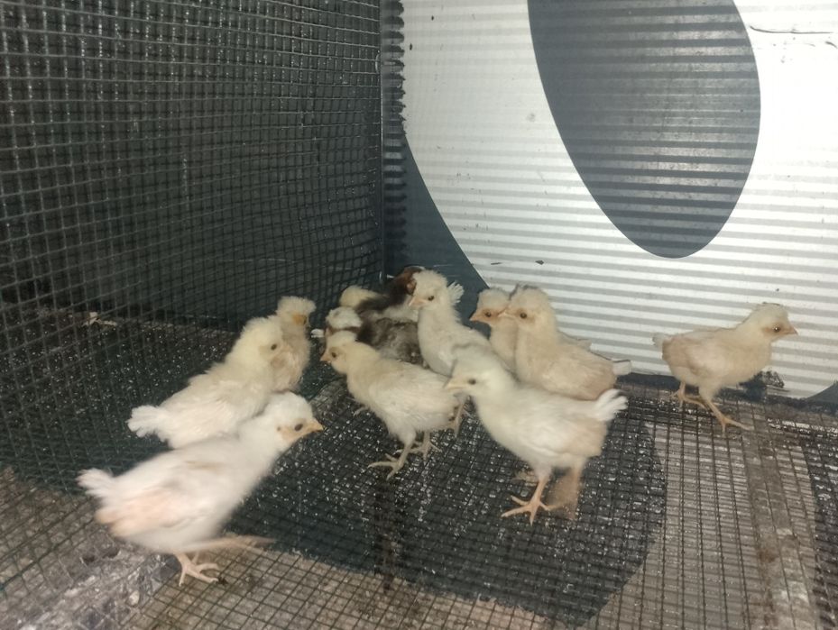 Pui brahma australorp paduana