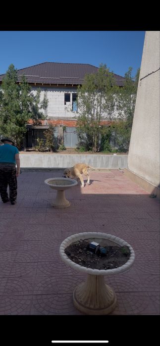 Алабай линияның иті