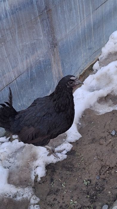 Uxeyleyul tovuq sotiladi