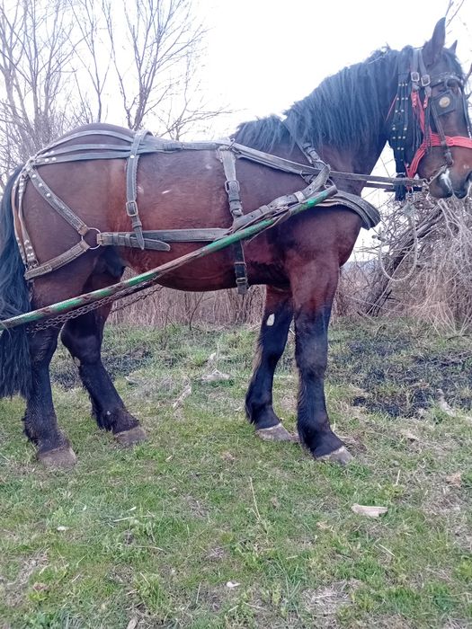 Vand cal doi ani jumate