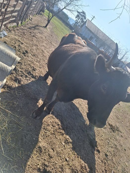 Vaci de lapte de vanzare