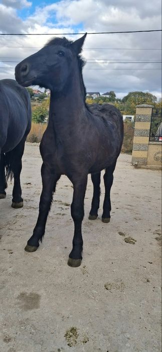 Vând iapă semi grea
