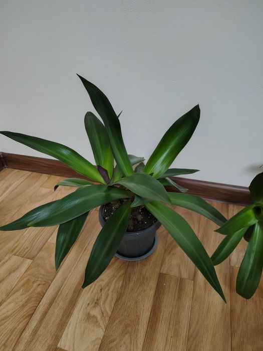 Традесканция Рео