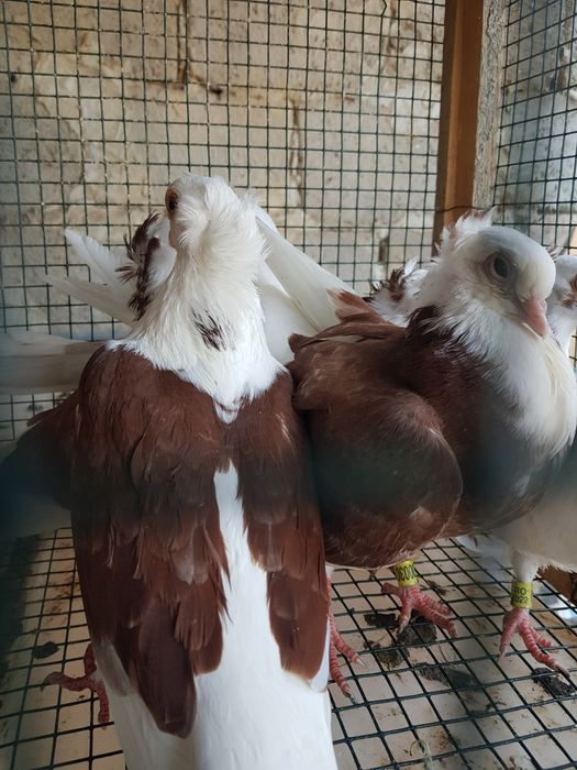 Porumbei jucători de Amara