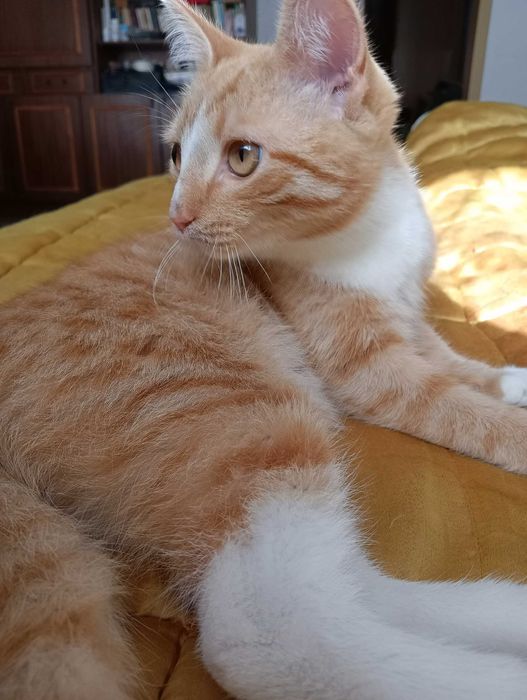 Отдам в хорошие руки