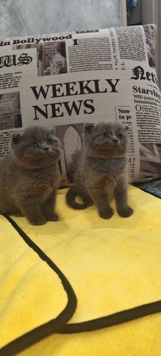 Котята шотландцы