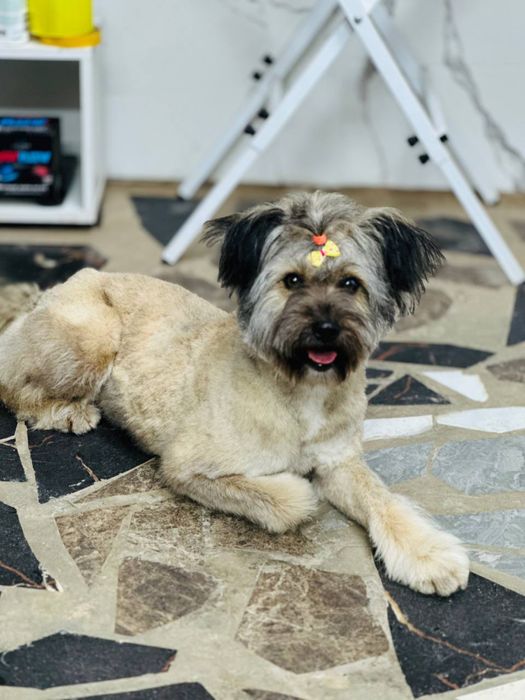 Щёточка. Звоночек ищет семью